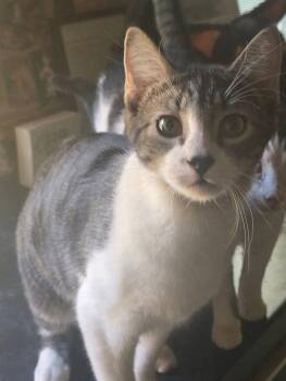 Rescue Domestic Short Hair Cats for Adoption in French Village, Missouri - Danny | PetCurious