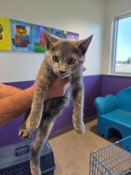 Domestic Short Hair Cats Available for Adoption in Bossier City, Louisiana - Donut | PetCurious