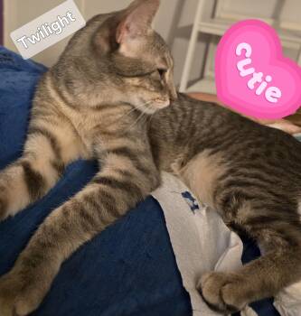 Rescue Domestic Short Hair Cats for Adoption in Auburndale, Florida - Twilight | PetCurious