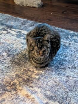 Rescue Tabby and Domestic Short Hair Cats for Adoption in Dallas, Texas - Lucius | PetCurious