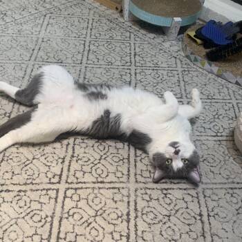 Rescue Domestic Short Hair Cats for Adoption - Pudding Pop | PetCurious