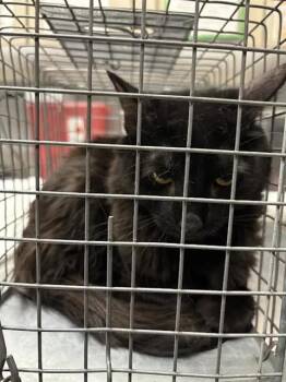 GRACEY -  Domestic Short Hair Cat for Adoption in Las Vegas, Nevada - GRACEY | PetCurious
