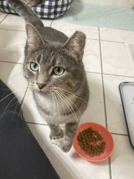 Rescue Domestic Short Hair Cats for Adoption in St. Cloud, Minnesota - Georgina | PetCurious