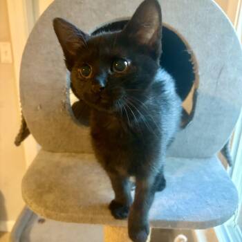 Hugo Tea -  Domestic Short Hair Cat Available for Adoption in Richmond, Virginia - Hugo Tea | PetCurious