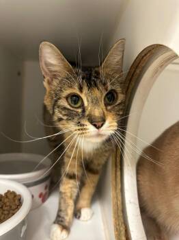 Rogue -  Domestic Short Hair Cat for Adoption in Johnson City, Tennessee - Rogue | PetCurious