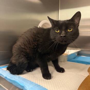 Domestic Short Hair Cats Available for Adoption - Gracie | PetCurious