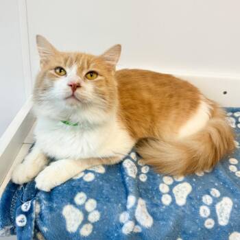 Forbidden Cheeto -  Domestic Long Hair Cat for Adoption in Fort Wayne, Indiana - Forbidden Cheeto | PetCurious