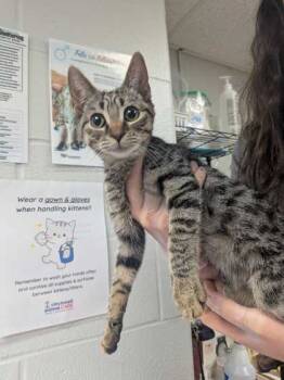 Rescue Domestic Short Hair Cats for Adoption in Cincinnati, Ohio - Robin Goodfellow | PetCurious