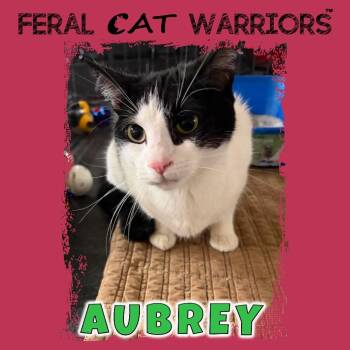 Domestic Short Hair Cats Available for Adoption in Kingman, Arizona - Aubrey | PetCurious