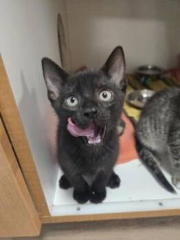 Bran -  Domestic Short Hair Cat Available for Adoption in Savannah, Georgia - Bran | PetCurious