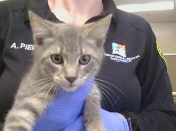 A927858 -  Domestic Short Hair Cat for Adoption in Sacramento, California - A927858 | PetCurious
