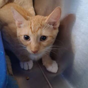 Quinn -  Domestic Short Hair Cat for Adoption in Kingman, Arizona - Quinn | PetCurious