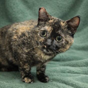 Cali -  Domestic Short Hair Cat for Adoption in Hemet, California - Cali | PetCurious