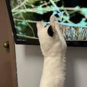 Greg -  Domestic Short Hair Cat for Adoption in Fargo, North Dakota - Greg | PetCurious