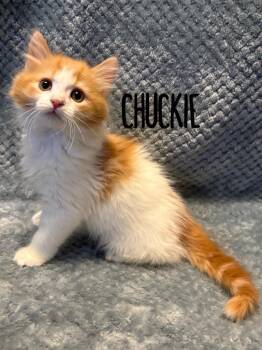 Domestic Medium Hair Cats Available for Adoption in Rutherfordton, North Carolina - Chuckie | PetCurious