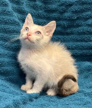 Tober -  Domestic Short Hair Cat for Adoption in Little Rock, Arkansas - Tober | PetCurious