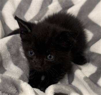STU -  Domestic Short Hair Cat for Adoption in Rosenberg, Texas - STU | PetCurious