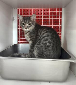 Rami -  Domestic Short Hair Cat for Adoption in Golden Valley, Arizona - Rami | PetCurious