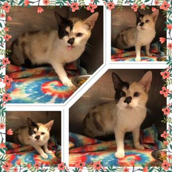 SAPPHIRE -  Domestic Short Hair Cat for Adoption in Buckhannon, West Virginia - SAPPHIRE | PetCurious