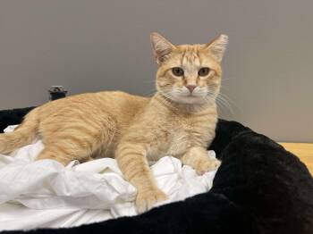 Rescue Tabby Cats for Adoption in Batesville, Arkansas - Linus | PetCurious