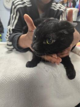 Domestic Short Hair Cats Available for Adoption - Nightie | PetCurious