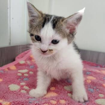 Domestic Short Hair Cats Available for Adoption in Kanab, Utah - Topps | PetCurious