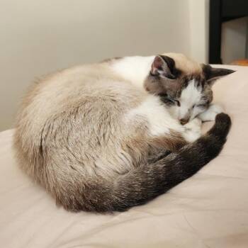 Rescue Siamese and Domestic Short Hair Cats for Adoption in Lemoyne, Pennsylvania - Ivy | PetCurious