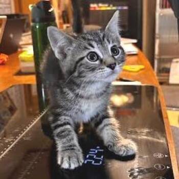 Rico -  Domestic Short Hair Cat for Adoption in Belleville, Illinois - Rico | PetCurious