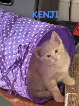 Kenji -  Domestic Short Hair Cat Available for Adoption in Lincoln, Nebraska - Kenji | PetCurious