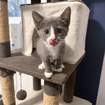 Mango -  Domestic Short Hair Cat for Adoption in Jarrettsville, Maryland - Mango | PetCurious