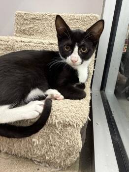 Hershey -  Tuxedo Cat for Adoption in Auburndale, Florida - Hershey | PetCurious