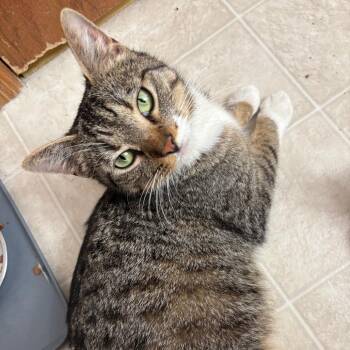 Domestic Short Hair Cats Available for Adoption in Madison, Wisconsin - Selma | PetCurious