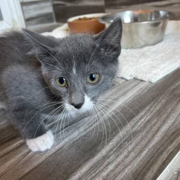 Domestic Short Hair Cats Available for Adoption in West Des Moines, Iowa - Audrey | PetCurious