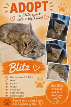 Blitz -  Domestic Short Hair Cat for Adoption in Winnipeg, Manitoba - Blitz | PetCurious
