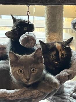 Dilute Tortoiseshell and Domestic Short Hair Cats Available for Adoption - Cayenne | PetCurious