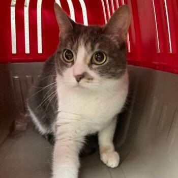 Suki -  Domestic Short Hair Cat Available for Adoption in Lake Havasu City, Arizona - Suki | PetCurious