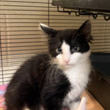 Jenga -  Domestic Short Hair Cat for Adoption in Charleston, South Carolina - Jenga | PetCurious