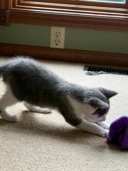 Graham -  Domestic Medium Hair Cat for Adoption in Lorain, Ohio - Graham | PetCurious