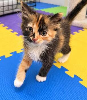 Tizzy -  Domestic Short Hair and Calico Cat for Adoption in Homer Glen, Illinois - Tizzy | PetCurious