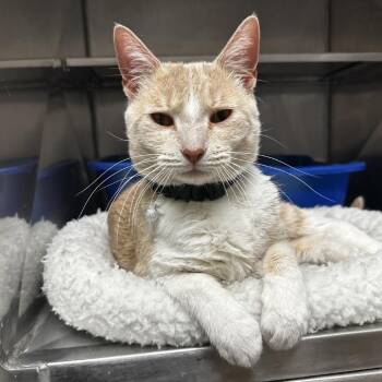 Domestic Short Hair Cats Available for Adoption - Simon | PetCurious