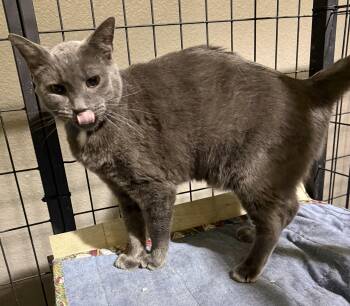Domestic Short Hair Cats Available for Adoption in Lake Ozark, Missouri - Adam | PetCurious