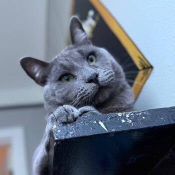 Domestic Short Hair Cats Available for Adoption in Los Angeles, California - Crocket | PetCurious