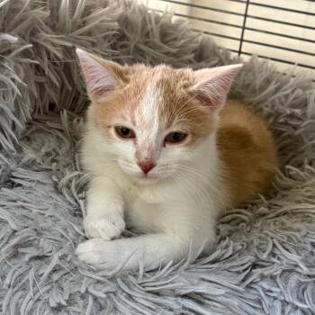 Cider -  Domestic Short Hair Cat for Adoption in Grantsville, Utah - Cider | PetCurious