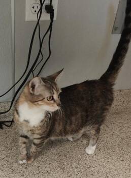Suki -  Domestic Short Hair Cat for Adoption in Lafayette, Indiana - Suki | PetCurious