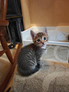 Ellington -  Tabby and Domestic Short Hair Cat for Adoption in Buford, Georgia - Ellington | PetCurious
