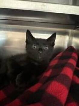 Gavin -  Domestic Short Hair Cat Available for Adoption in Manitowoc, Wisconsin - Gavin | PetCurious