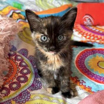 Amber -  Domestic Short Hair Cat for Adoption in Wheaton, Illinois - Amber | PetCurious