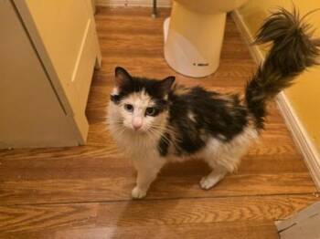 Domestic Long Hair and Domestic Short Hair Cats Available for Adoption in Berwick, Pennsylvania - Puddles | PetCurious