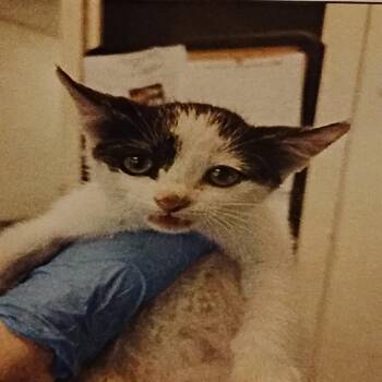 Cow -  Domestic Short Hair Cat for Adoption in Grantsville, Utah - Cow | PetCurious