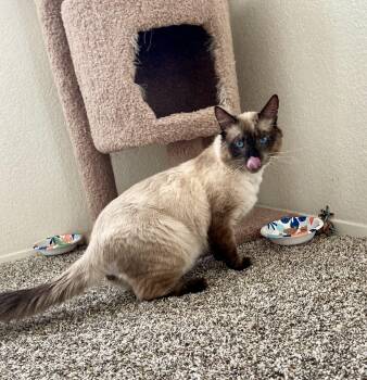 Applehead Siamese and Ragdoll Cats Available for Adoption - Earl | PetCurious